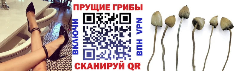 Псилоцибиновые грибы мицелий  Купить где  Катав-Ивановск 